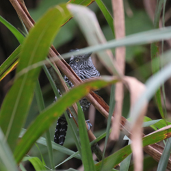 Barred Ant-shrike